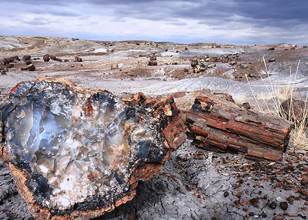 Fossilized forest