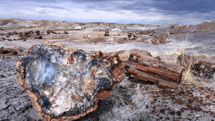fossil