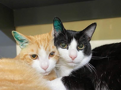 Spay_Neuter_cats.png