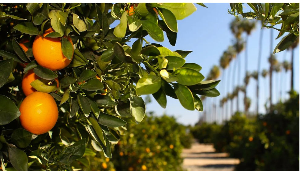riverside citrus.jpg