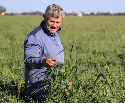Peter Kaylock 在燕麦种植基地燕麦生长情况,提取燕麦样本_edited.jpg