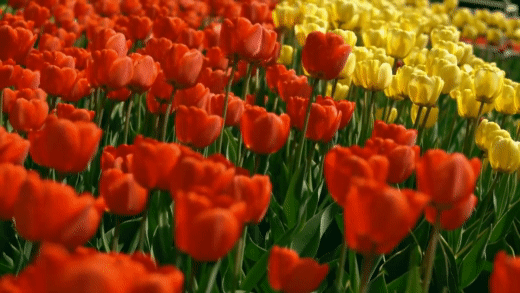 red flowers.gif