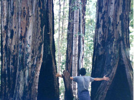 Action Alert: Stop Destructive Logging in Mendocino!