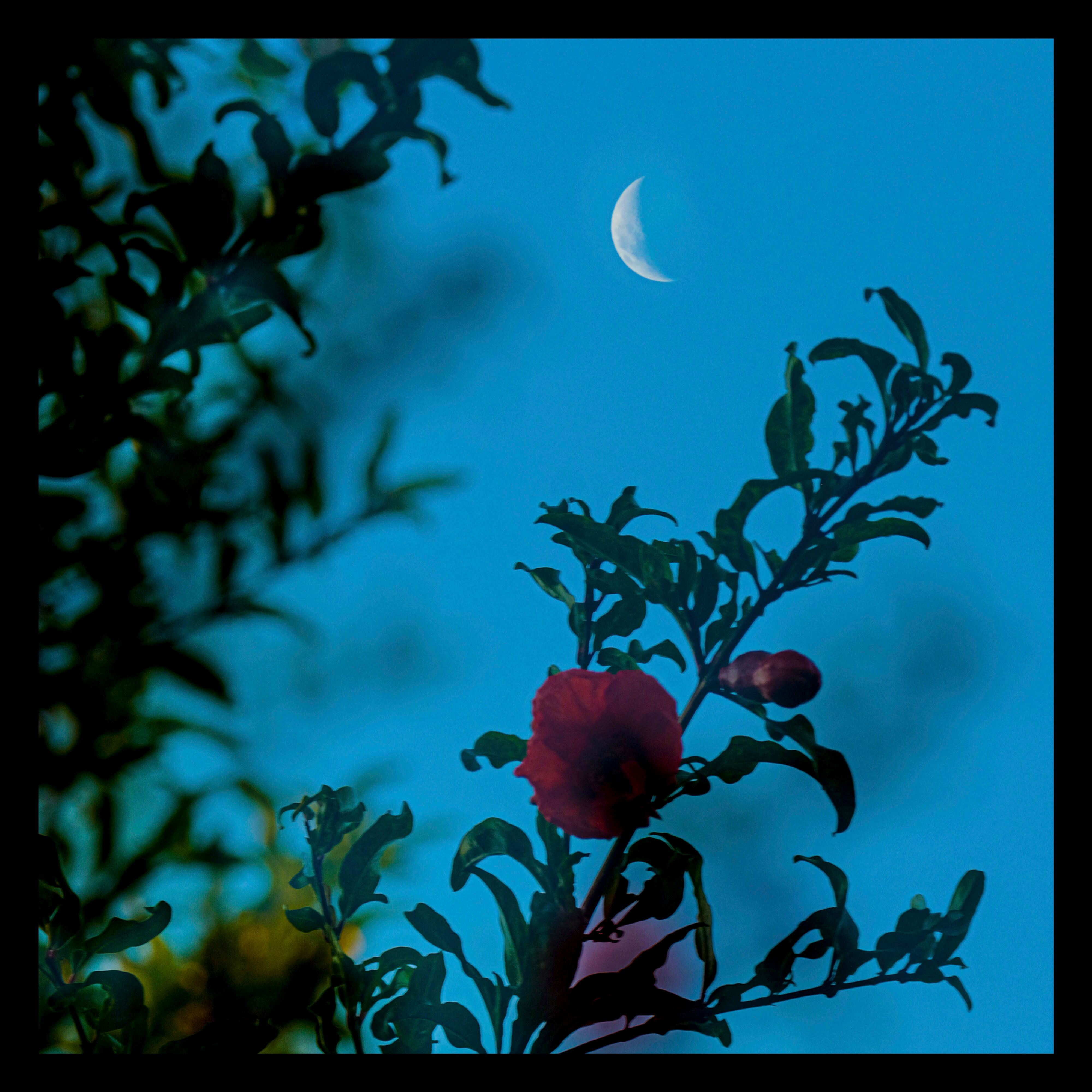 "ÁRVORE DE ROMÃ" - 30 X 30 CMS.