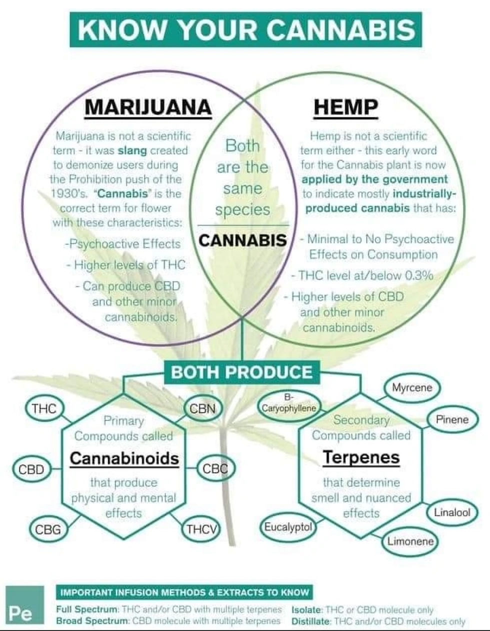 Diagram showing difference between marijuana, hemp and cannabis
