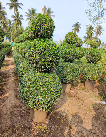 WhatsApp Image 2023-01-24 at 9.55.27 PM.jpeg