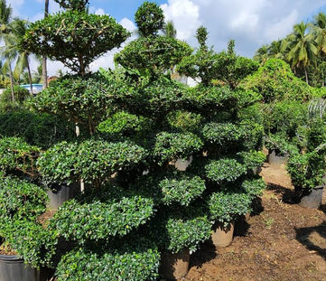 WhatsApp Image 2023-01-24 at 9.55.20 PM.jpeg