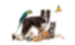 Group of pets posing around a border collie; dog, cat, ferret, rabbit, bird, fish, rodent.