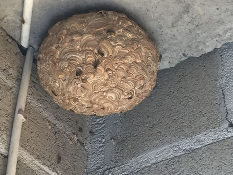 Spotting Early Wasp Nests?