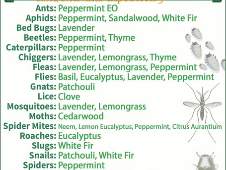 Natural Pest Control Remedies