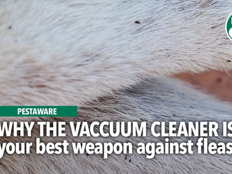 Why the vacuum cleaner is your best weapon against fleas