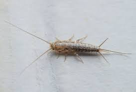 Summer 2024 has created ideal conditions for Silverfish in Ireland
