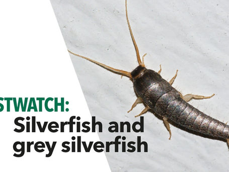 Silverfish and grey silverfish
