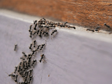 SWAT Pest Control Advice for controlling Ants