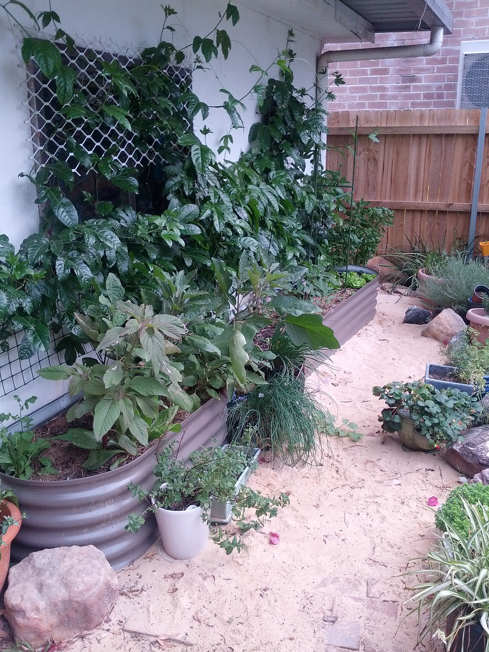Jasper_Garden beds.jpg