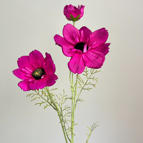 Plum Cosmo