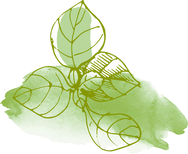 Watercolor Leaves_edited_edited.png