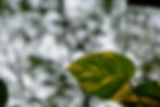 Sunlight Devils Ivy