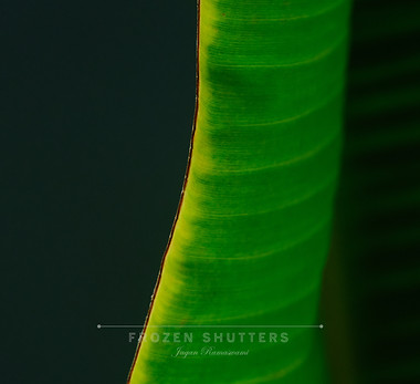 Sunlit Plantain.jpg