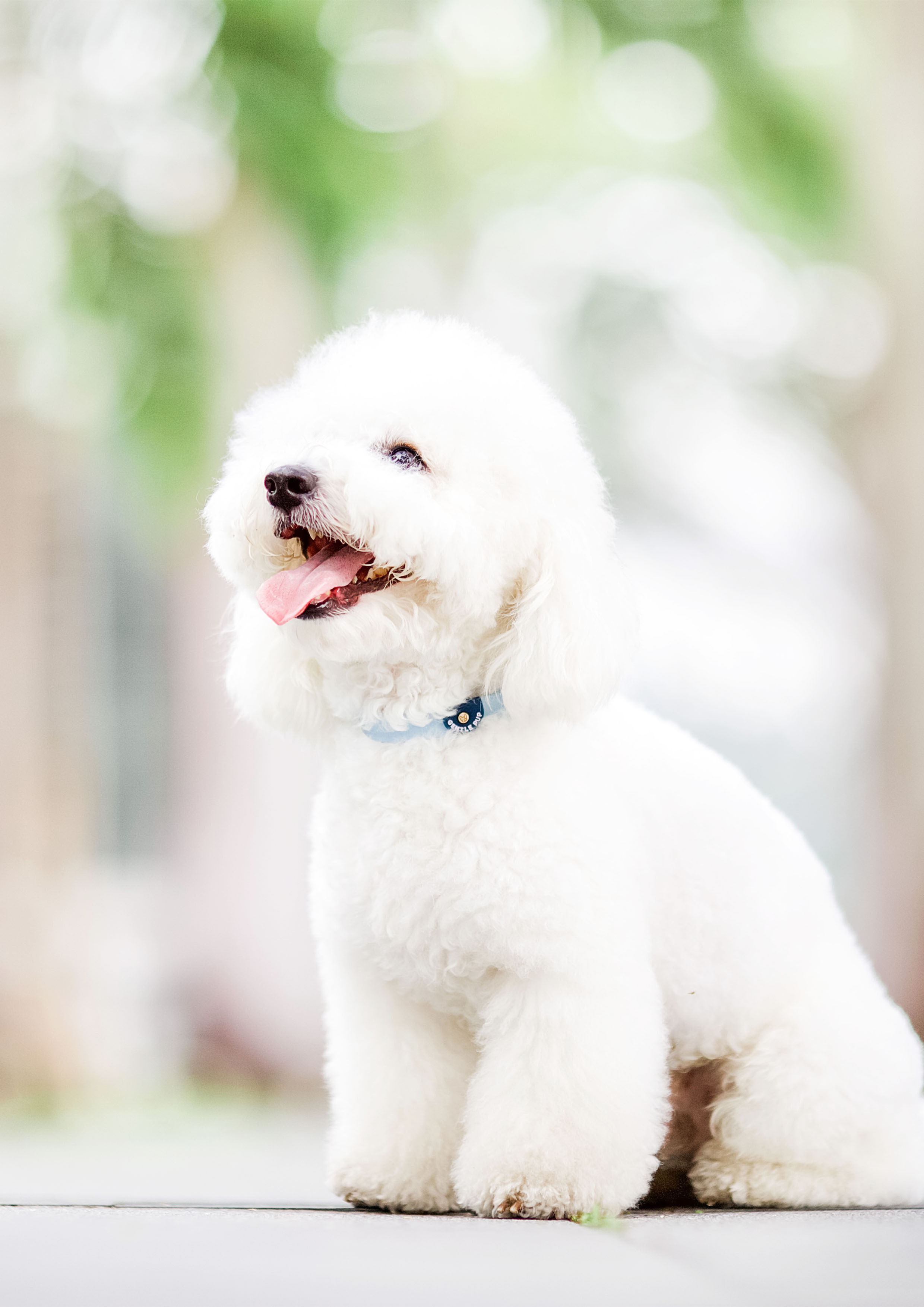 Lite Collar (Cornflower)