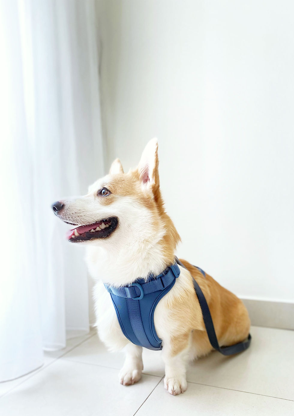 Thumbnail: Elastane Harness