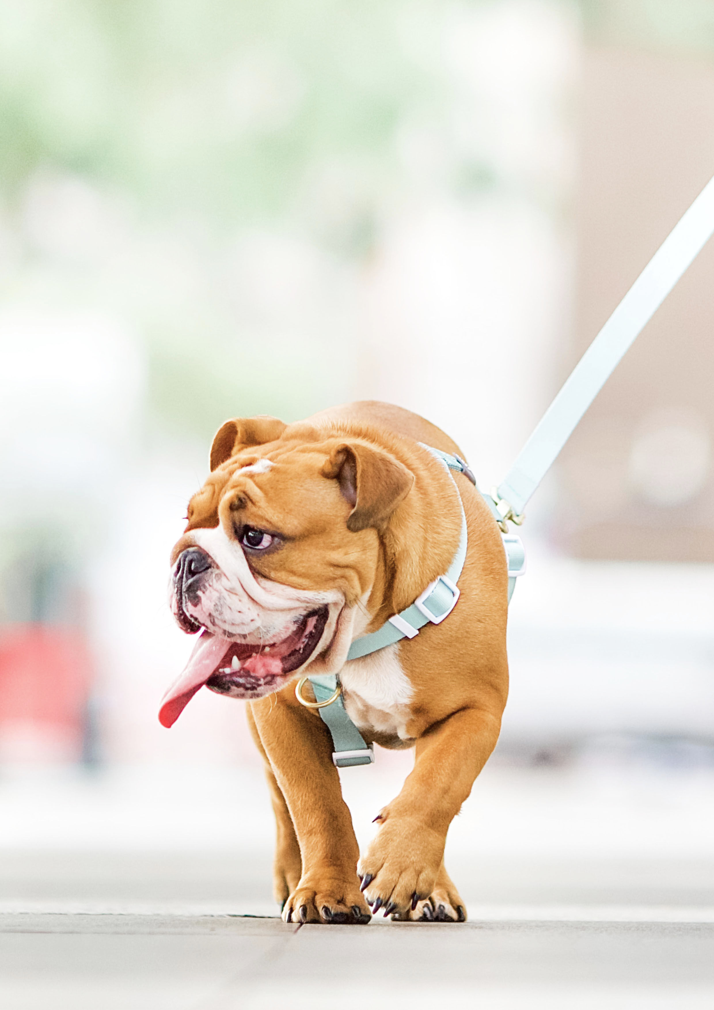 Lite Maxi Harness (Pistachio)