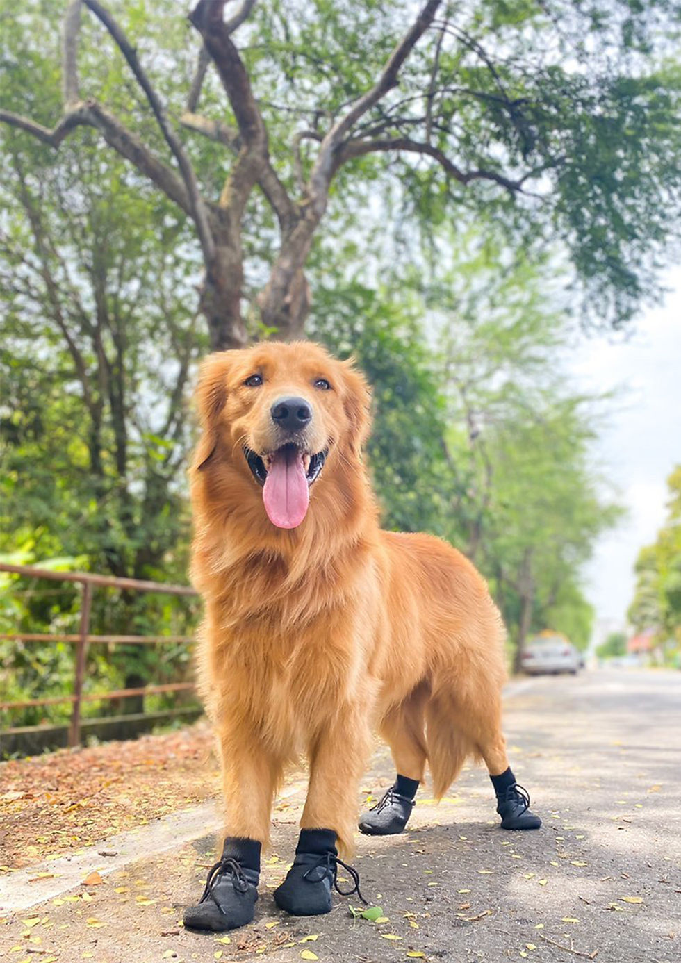 Thumbnail: Yeezy Paws