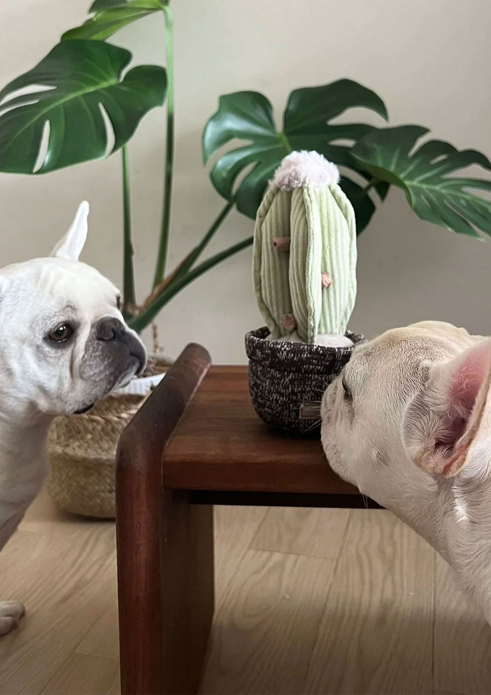 Thumbnail: CACTUS Snuffle + Squeaky