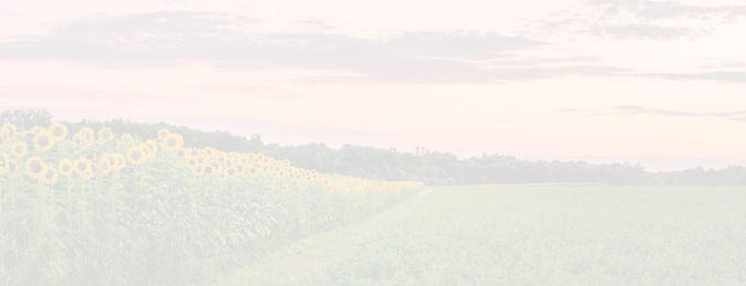 Sunflower field faded