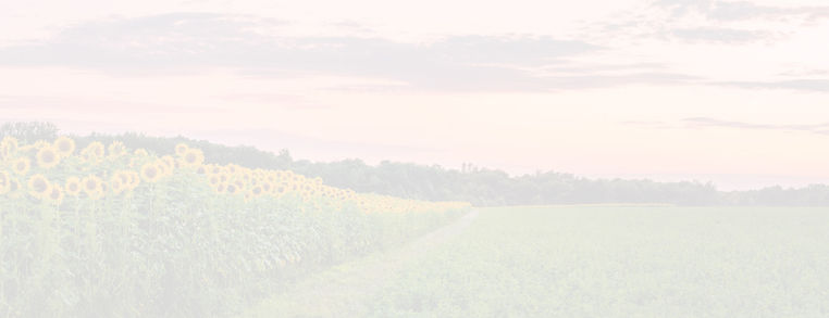 Sunflower field faded