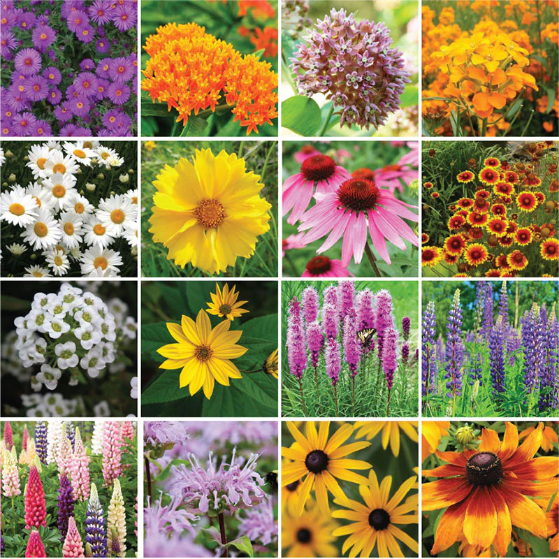 pollinators image.webp