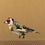 Thumbnail: Goldfinch-WD12