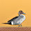 Thumbnail: Pintail duck-WD05