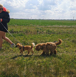 Puppy play Grimsby