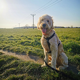 Dog Training Cleethorpes