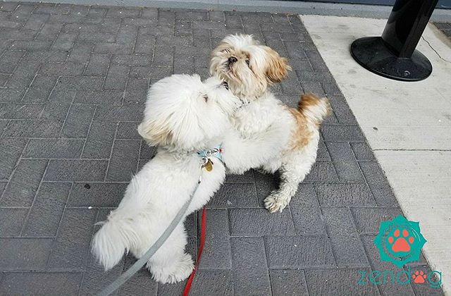 Fluffouflage is what happens when Gizmo meets Buttons lol_💙❤💙 www.zendogservices