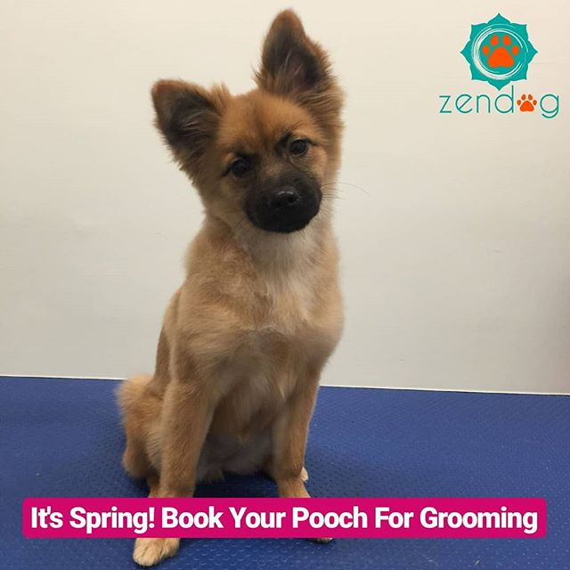 text) 🐩✂️🛁 Remember grooming is a matter of hygiene, ok an