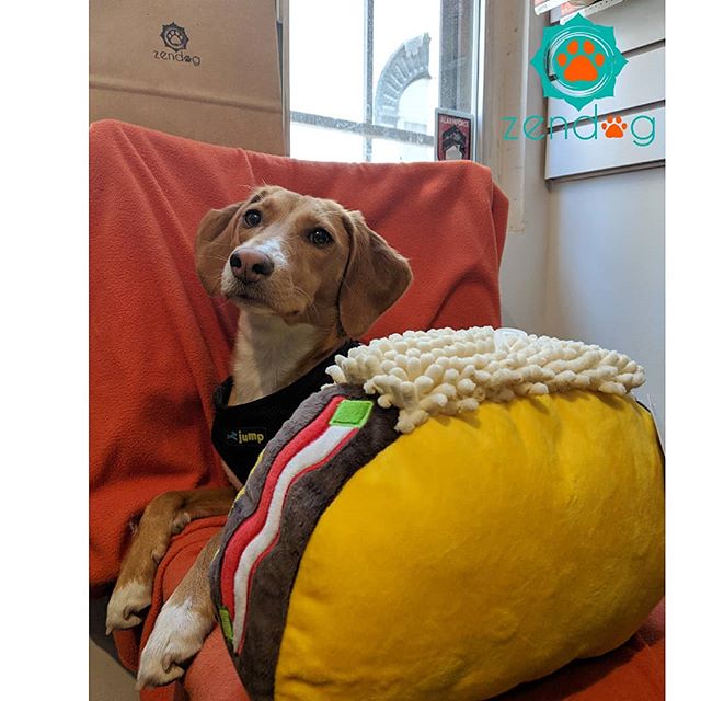 Taco has a Taco 😂 available now! Along with __foufoubrands new toy collection _www.zendogservices