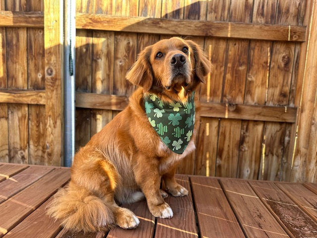 golden after grooming