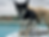 dogs on paddle board during daycare in pool