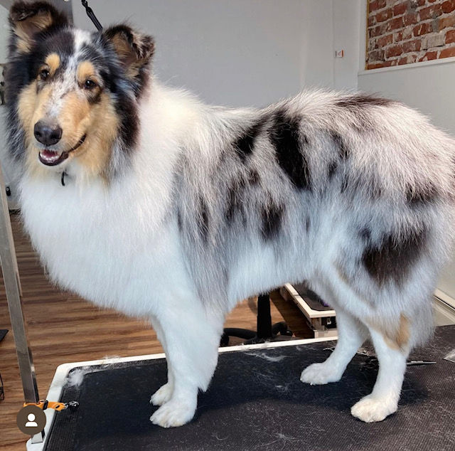collie after grooming