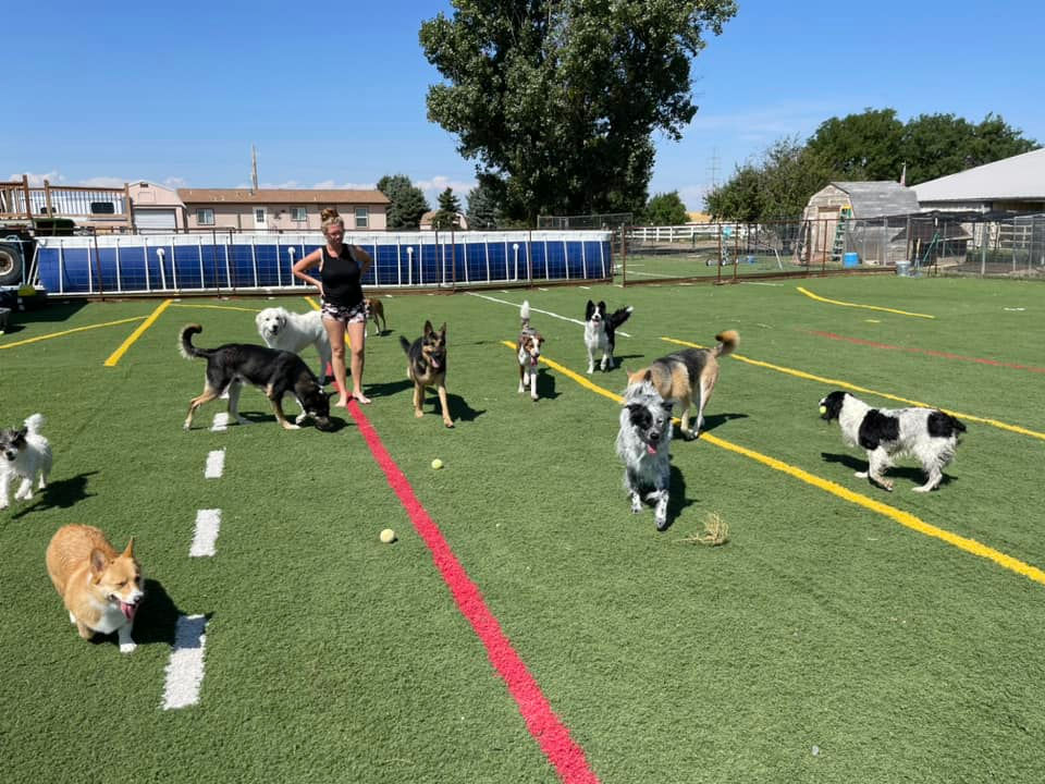 dogs running and playing in turf field