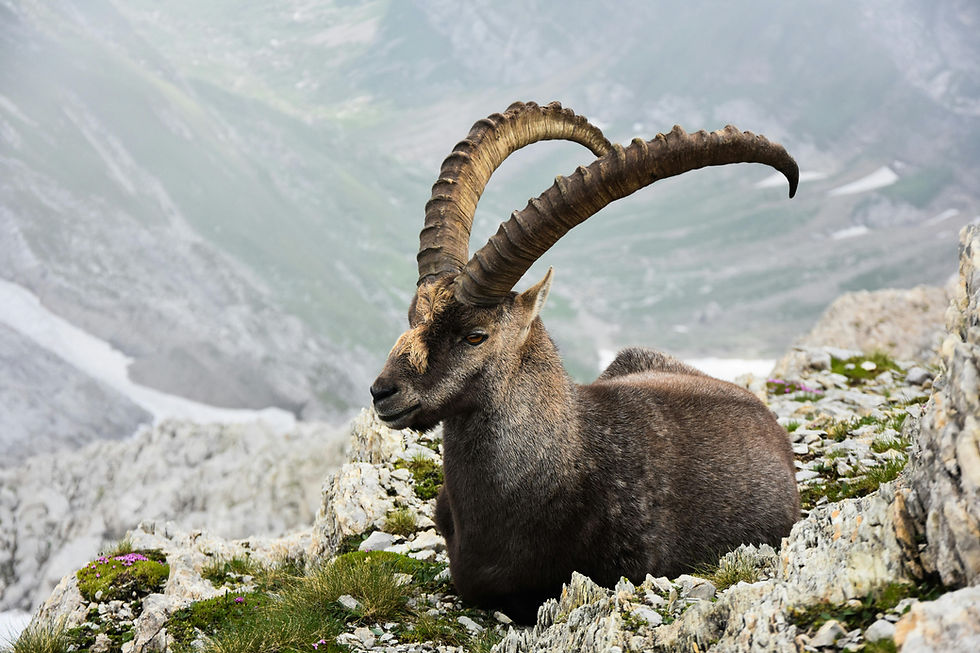 Nope, this is not picture of a G.O.A.T. This is a picture of damn stubborn animal.