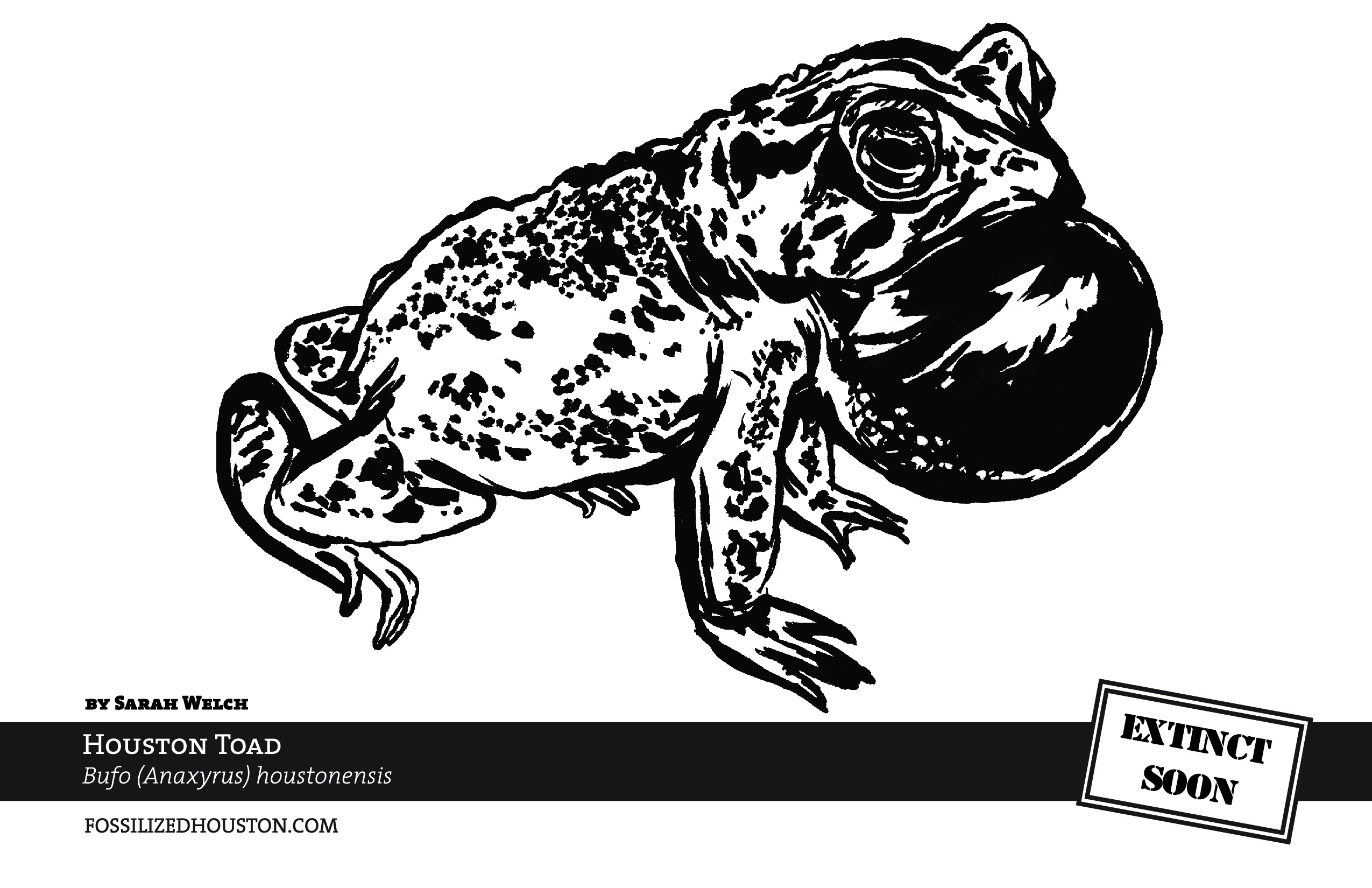 Houston Toad