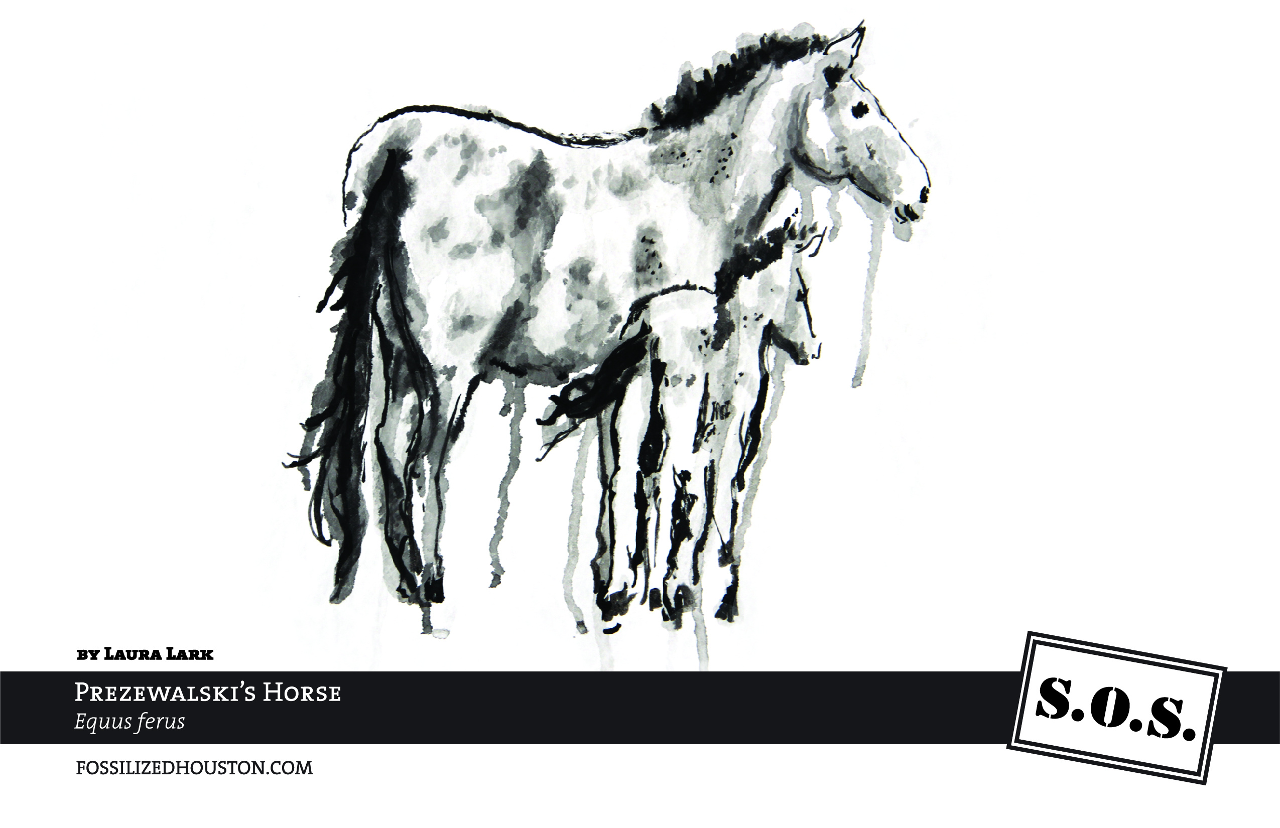 Przewalski's Horse