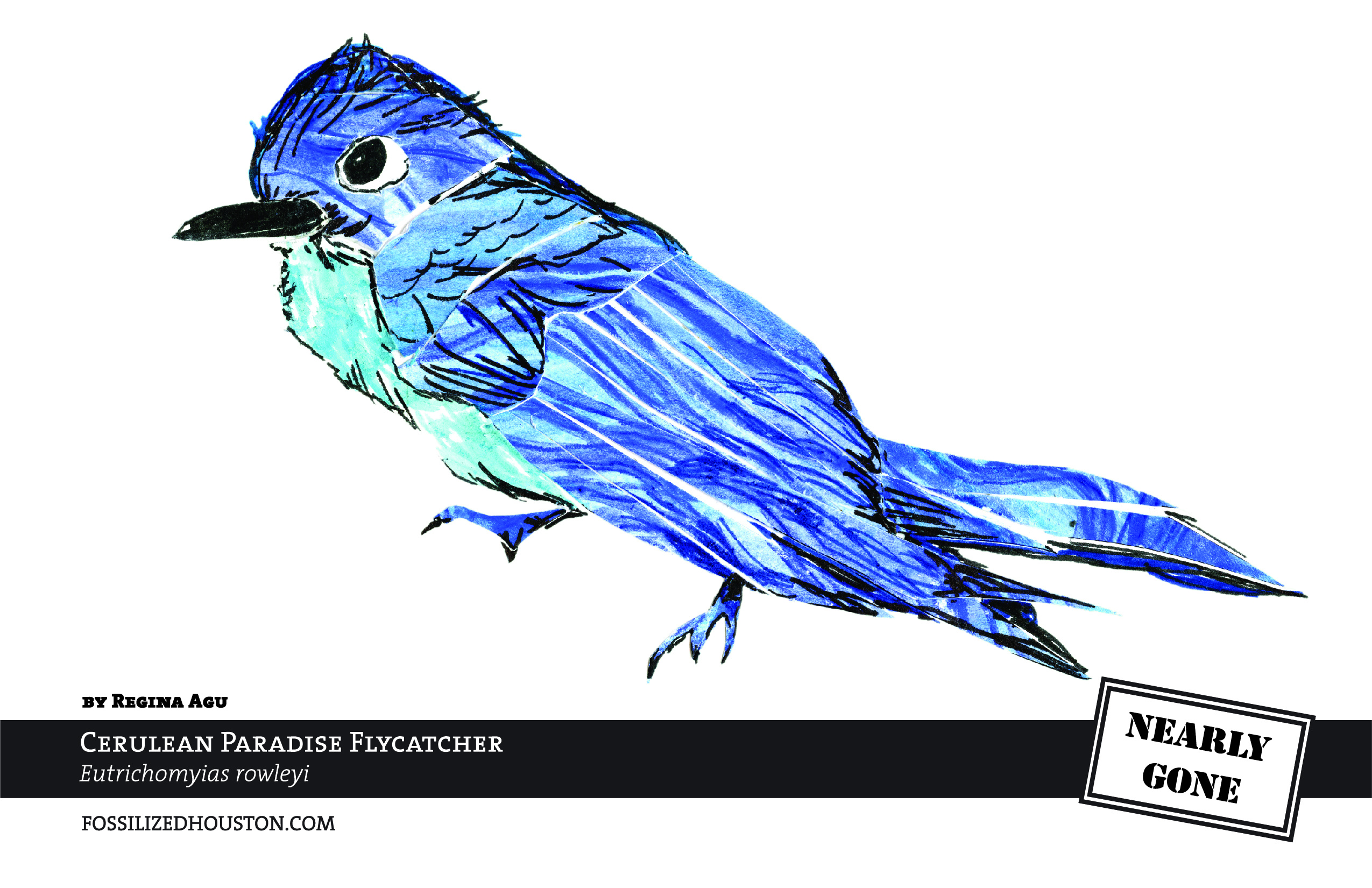 Cerulean Paradise Flycatcher
