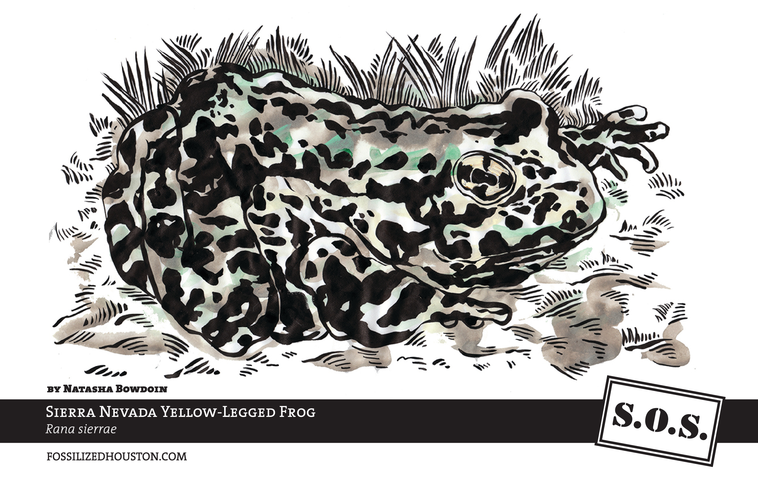 Sierra Nevada Yellow-Legged Frog