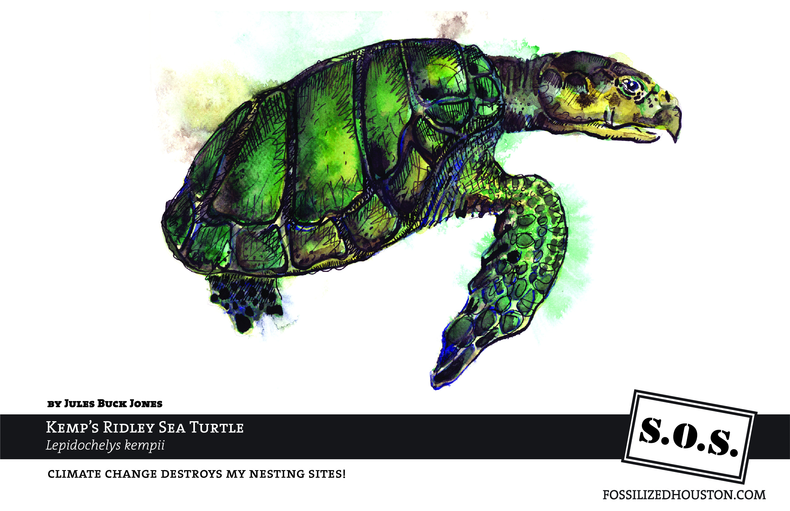 Kemp's Ridley Sea Turtle