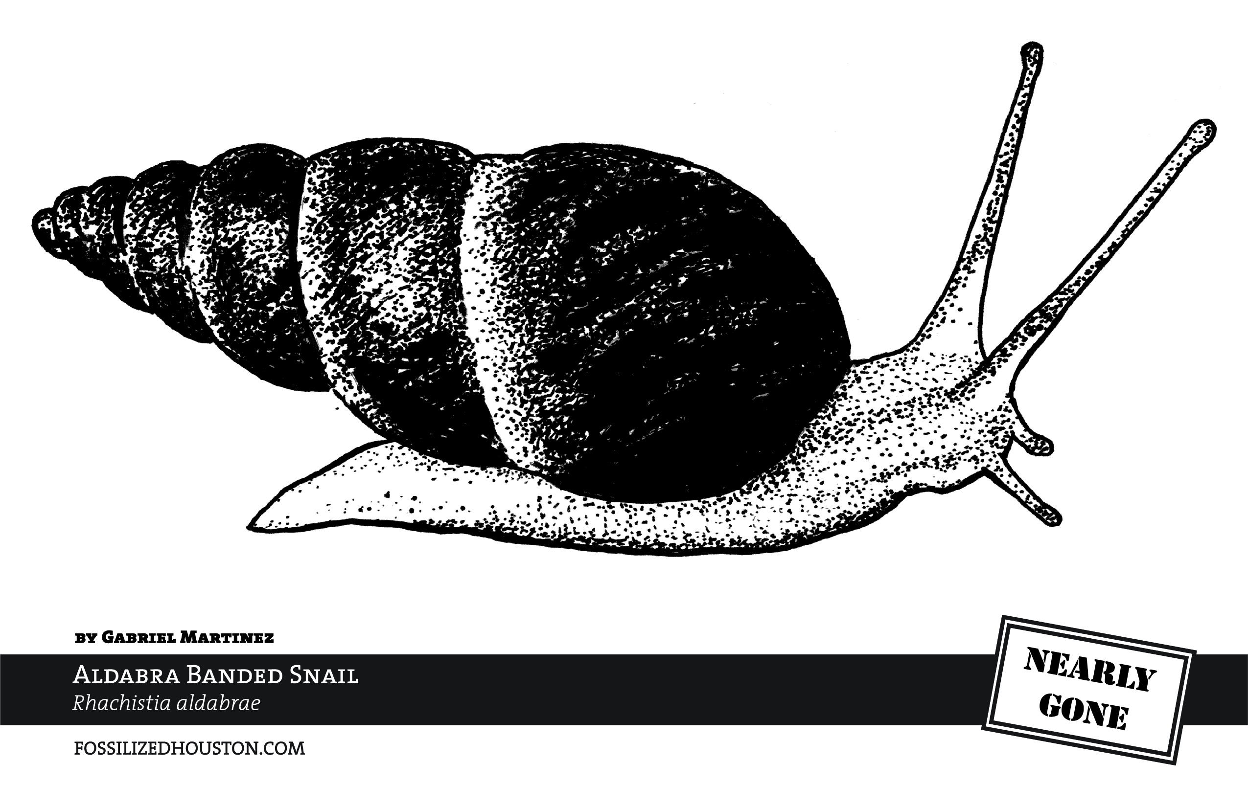 Aldabra Banded Snail