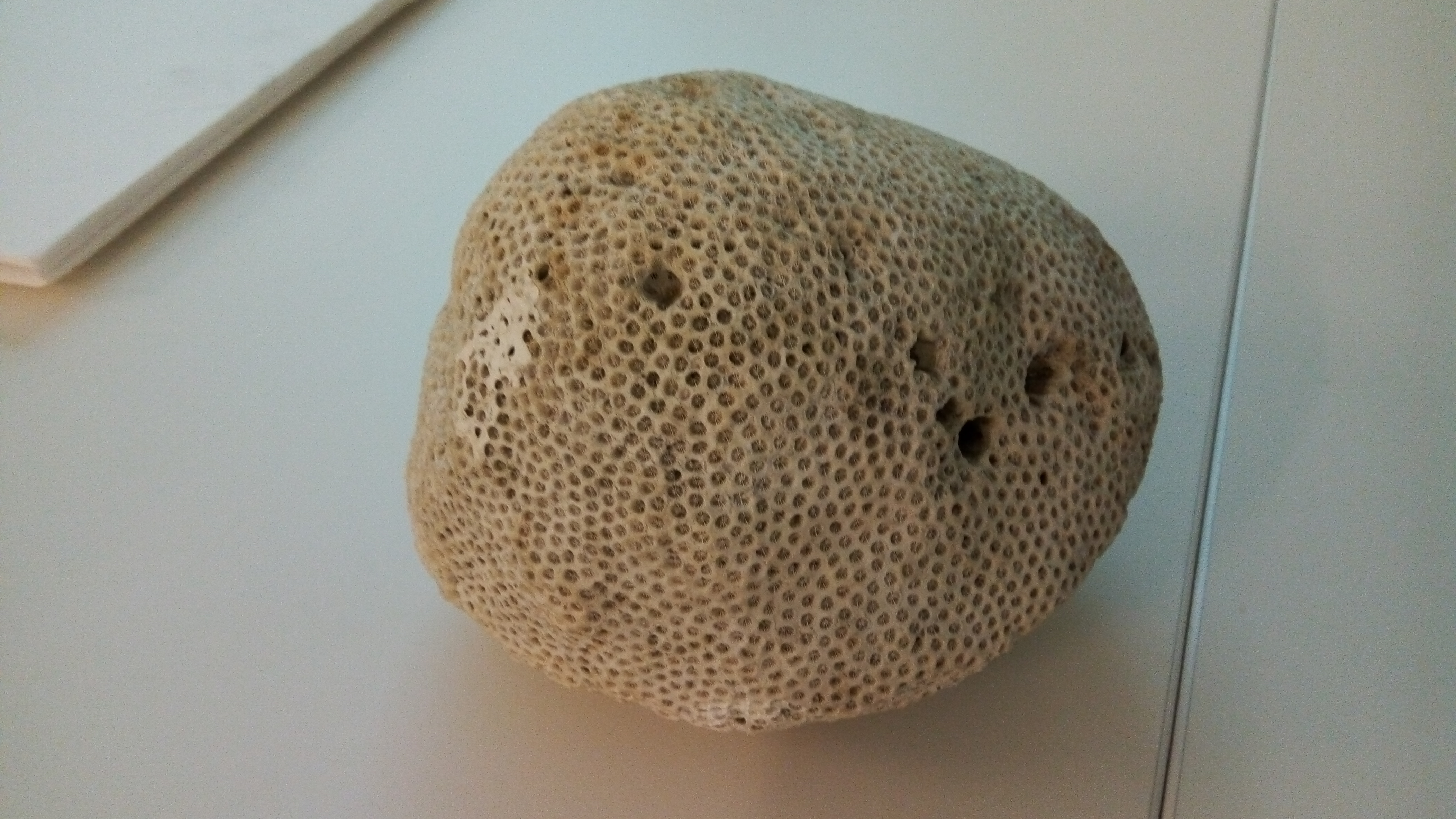 CORAL!